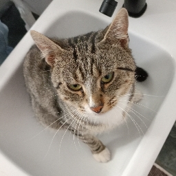 Matteo